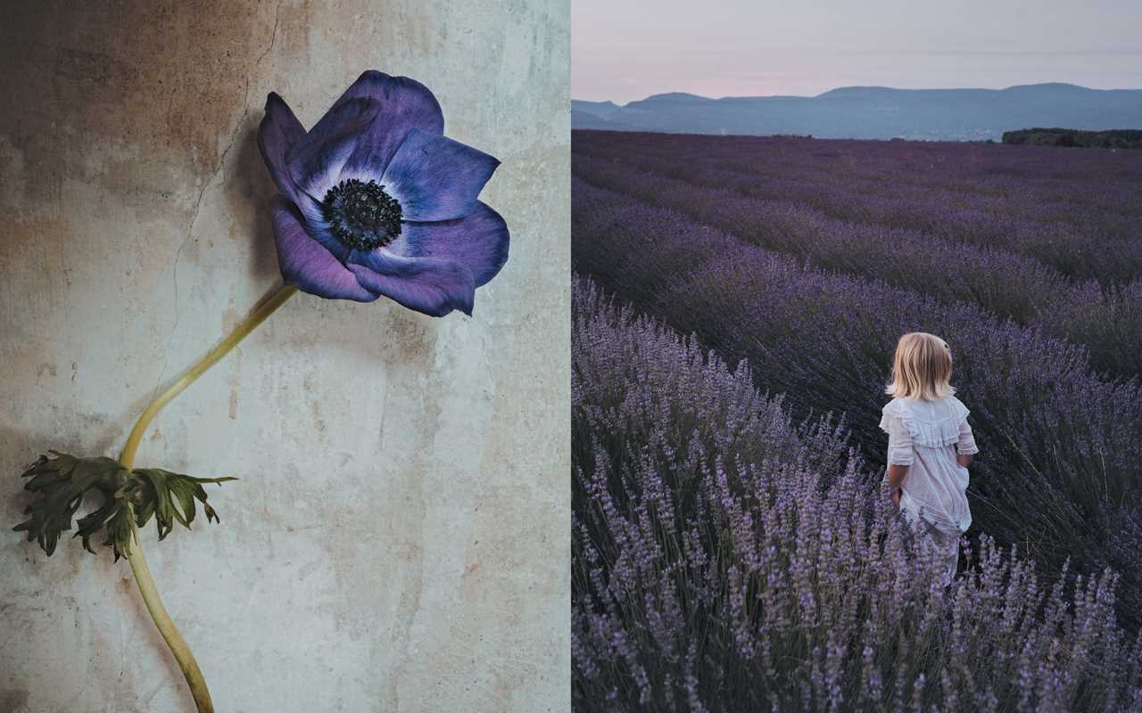 Flowers of Provence by Jamie Beck